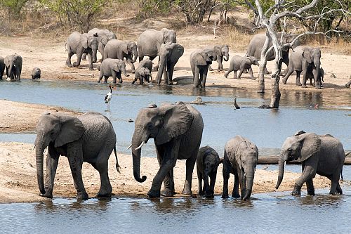 South Africa Safari and Wine Vacation - Elephants at Ulusaba Private Game Reserve