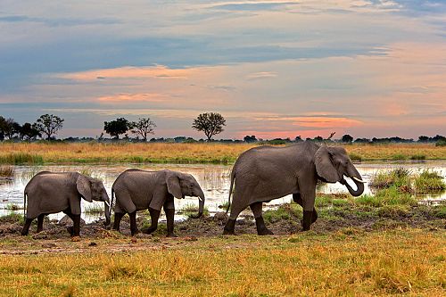 Botswana Safari Tour: Peak Season Okavango Adventure - Elephants in the Okavango Delta