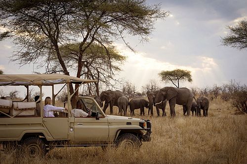 Tanzania Travel Packages - Herd of elephants on a game drive at Kigelia Ruaha Camp