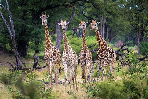 Giraffes spotted on safari at Kings Pool Camp, Linyanti Concession, Botswana