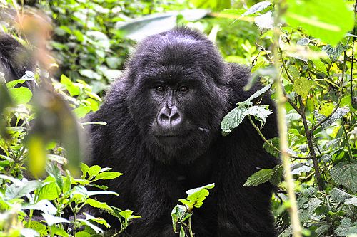 Wild Mountain Gorilla Trekking in Volcanoes National Park, Rwanda