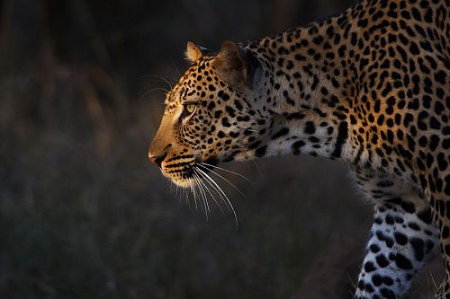 Leopard Spotted on Safari at Royal Malewane Lodge
