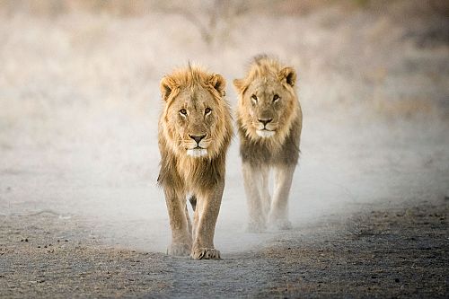Lions in Etosha National Park - Ongava Lodge, Namibia