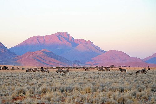 Zebras in Wolwedans NamibRand Nature Reserve, Namibia