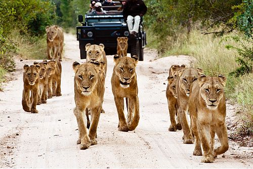 Kruger Safari - Lions at Sabi Sabi