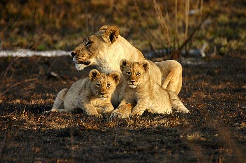 Madikwe Safari Lions - Jamala Madikwe Lodge - African Family Safari