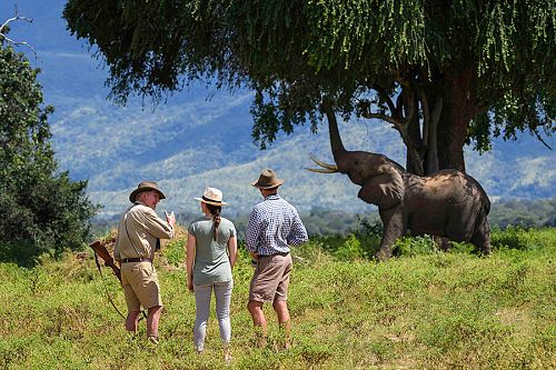 Elephant on Walking Safari - John's Camp Zimbabwe - South Luangwa, Mana Pools, and Victoria Falls Adventure Package