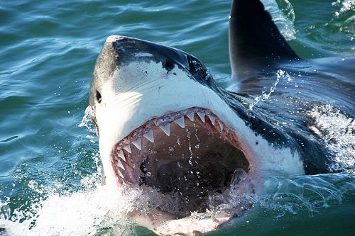 South Africa shark cage diving