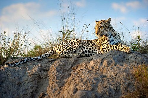 Kruger Safari Sabi Sands - Leopard at Simbambili Game Lodge