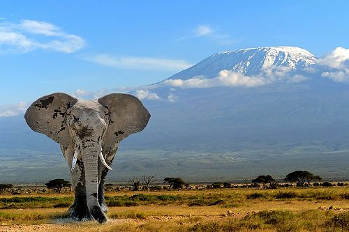 Elephant in Front of Mt Kilimanjaro - Amboseli National Park Kenya - Luxury Air Safari: Kenya Adventure Package