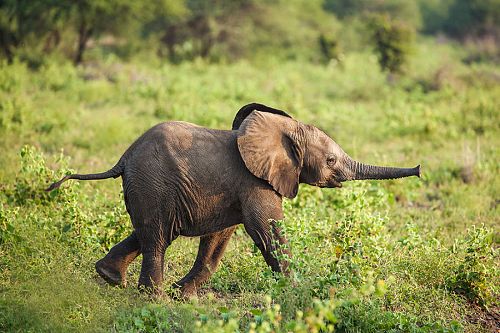 Baby Elephant on Safari - Best Time to Visit South Africa - South Africa in February