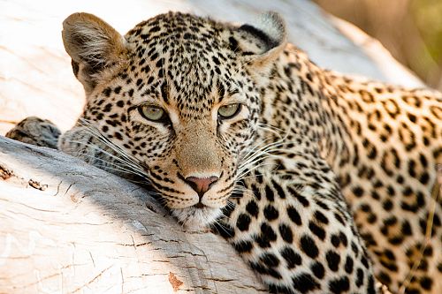 Leopard in a Tree on a South African Safari - Best Time to Visit South Africa - South Africa in October