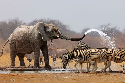 Elephant in Africa Spraying Zebras to Guard Waterhole