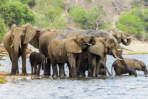 Elephants Drinking in the Chobe River Botswana