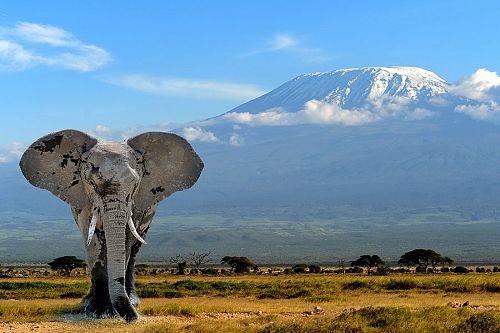 Elephant in Front of Mt Kilimanjaro Tanzania