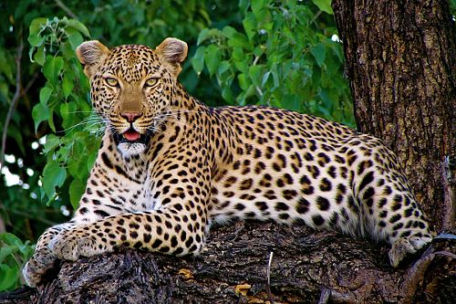 Leopard in the Trees, Sabi Sands, Kruger Safari South Africa