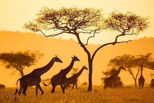 Giraffes in Serengeti National Park, Tanzania - Serengeti Pioneer Camp