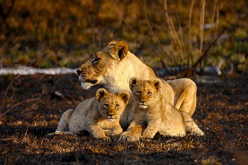 Lions at Jamala Madikwe - Best South Africa Safari Tours