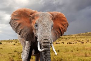 Africa safari packages - Africa travel blog