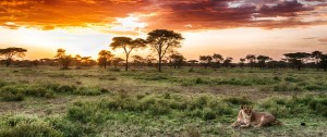 africa safari - trip planner - customized trip to afrcia