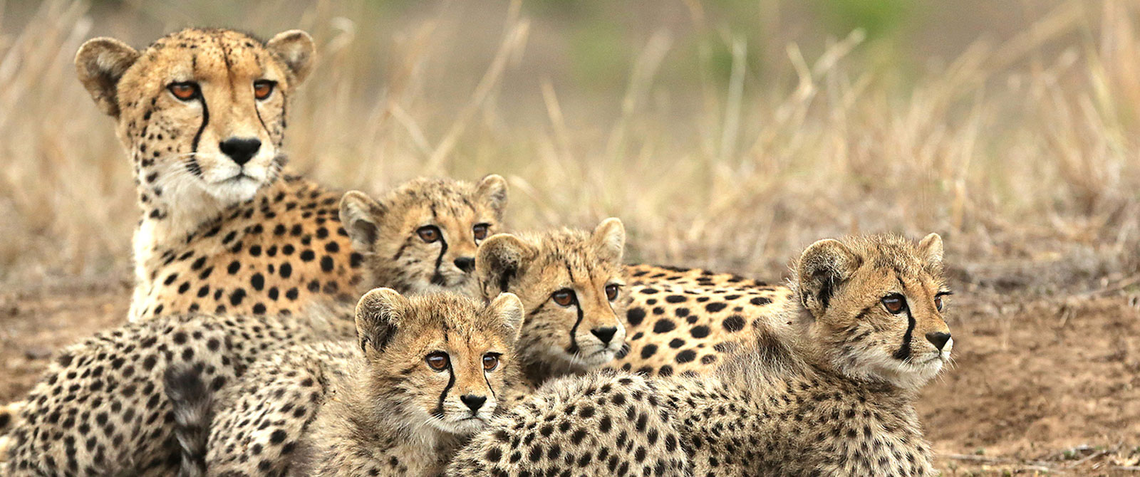 Cheetah and Cubs on &Beyond Phinda Private Game Reserve
