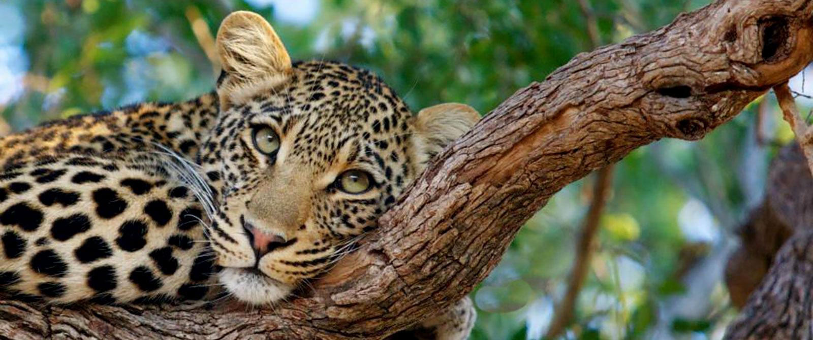 Leopard in a Tree Seen on Safari - Simbavati River Lodge