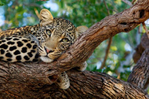 Leopard in a Tree Seen on Safari - Simbavati River Lodge