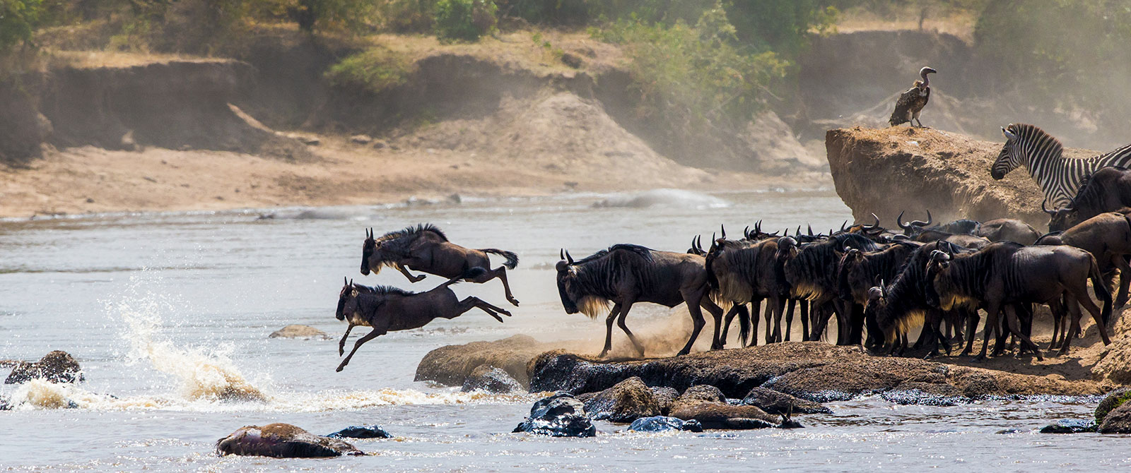 Wildebeest Crossing the Mara River - Great Migration Safaris