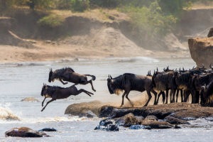 Wildebeest Crossing the Mara River - Great Migration Safaris