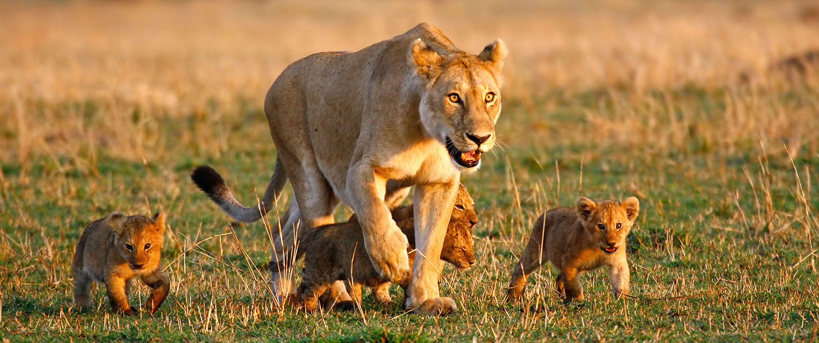 Lioness and Cubs - Best Africa Safari Vacations
