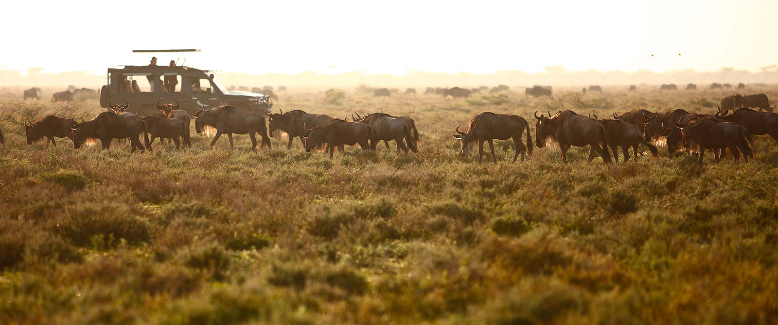 Great Migration Safari in the Serengeti, Tanzania