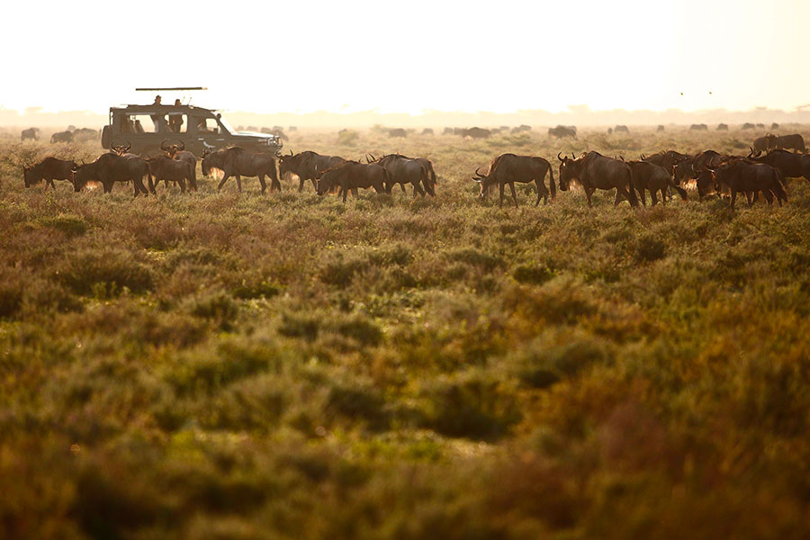 Great Migration Safari in the Serengeti, Tanzania