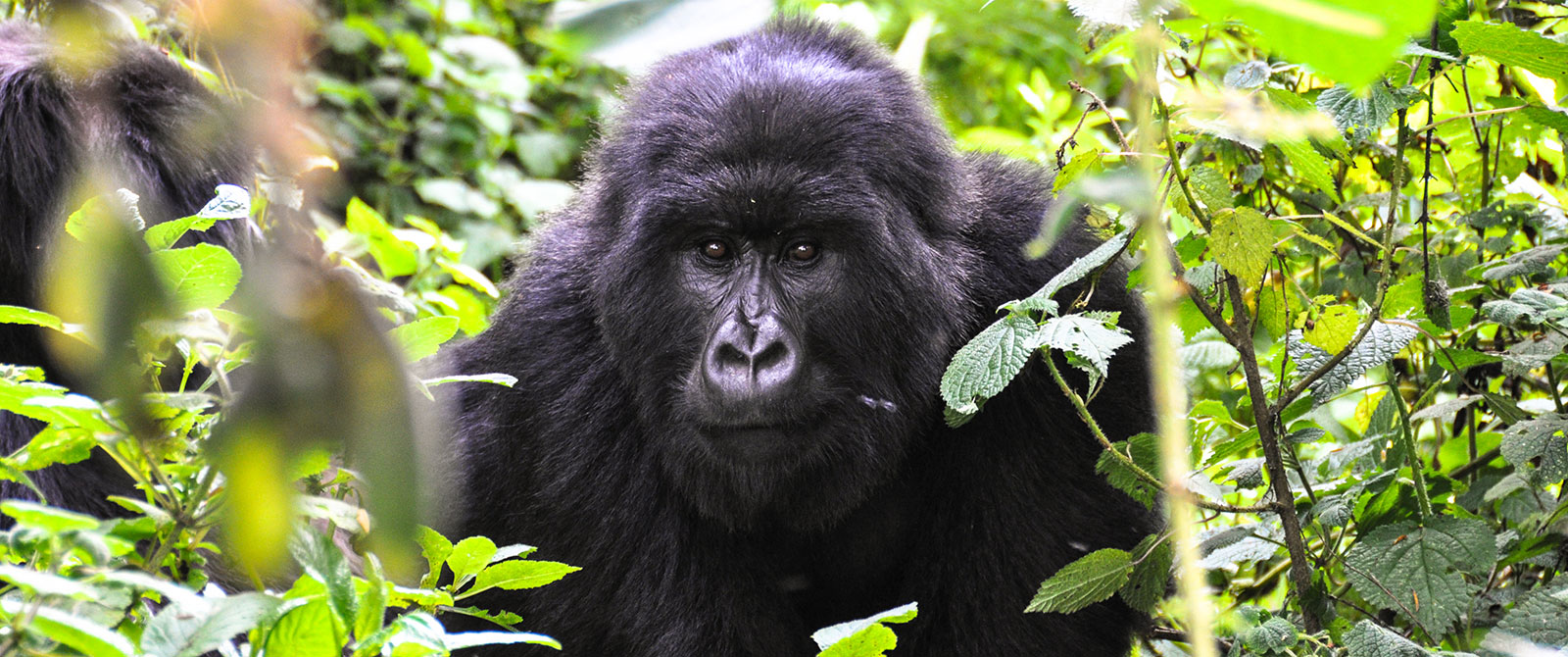 Gorilla Trekking in Uganda - Candice Heckel Africa Travel Agent