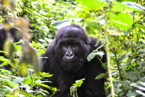 Gorilla Trekking in Uganda - Candice Heckel Africa Travel Agent