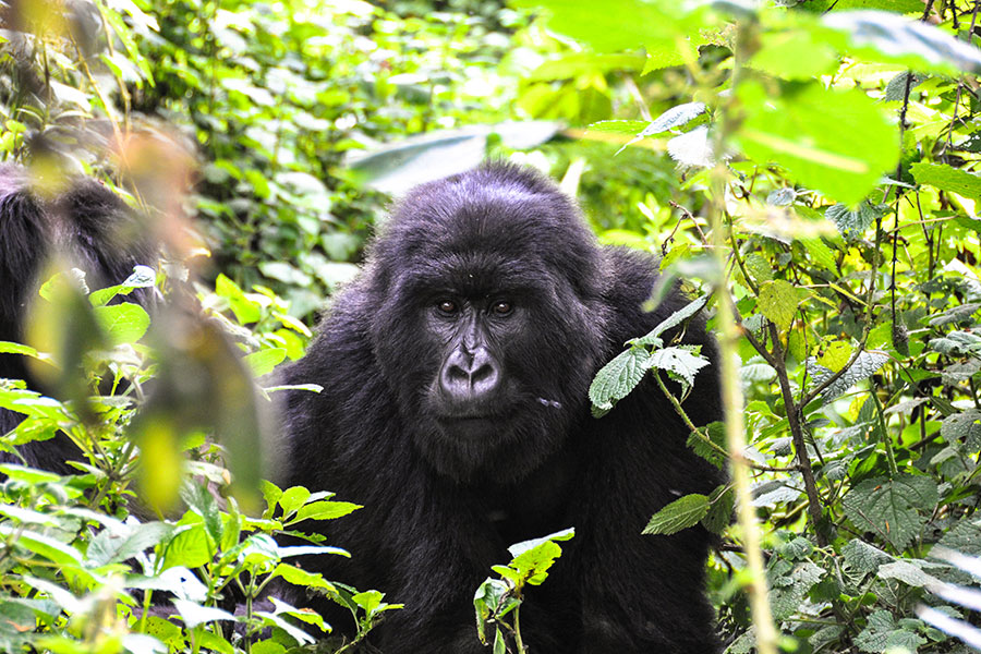 cruise african safari