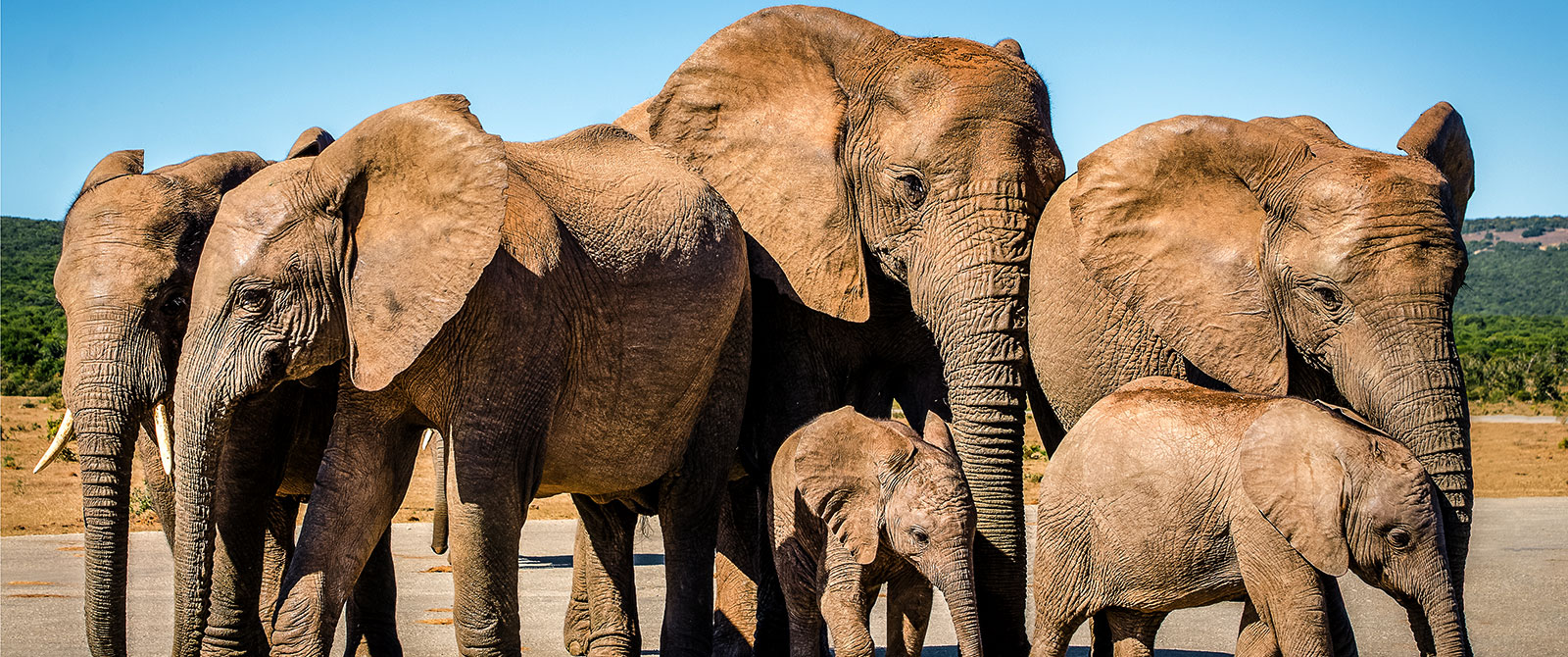 Elephants on Safari - South Africa Family Safari Package