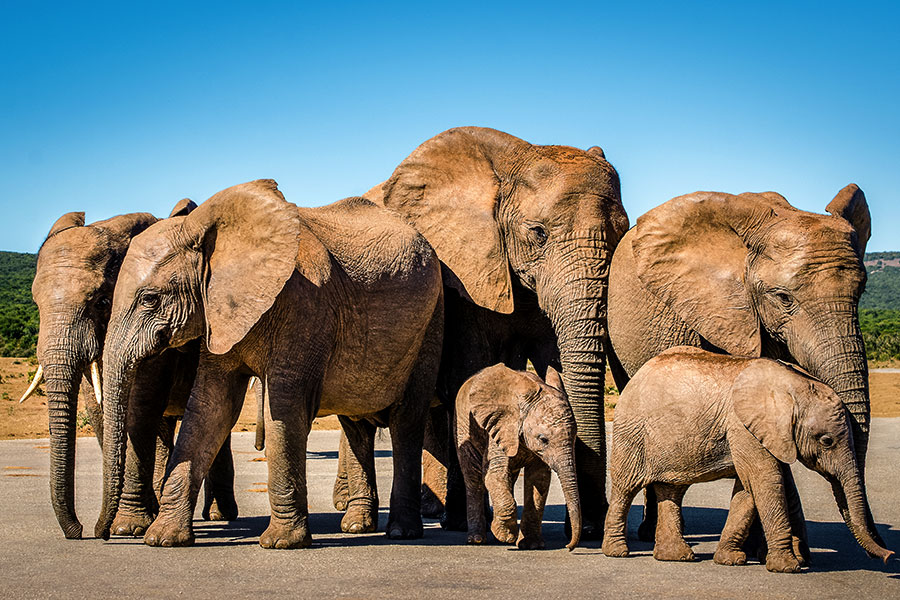 Elephants on Safari - South Africa Family Safari Package