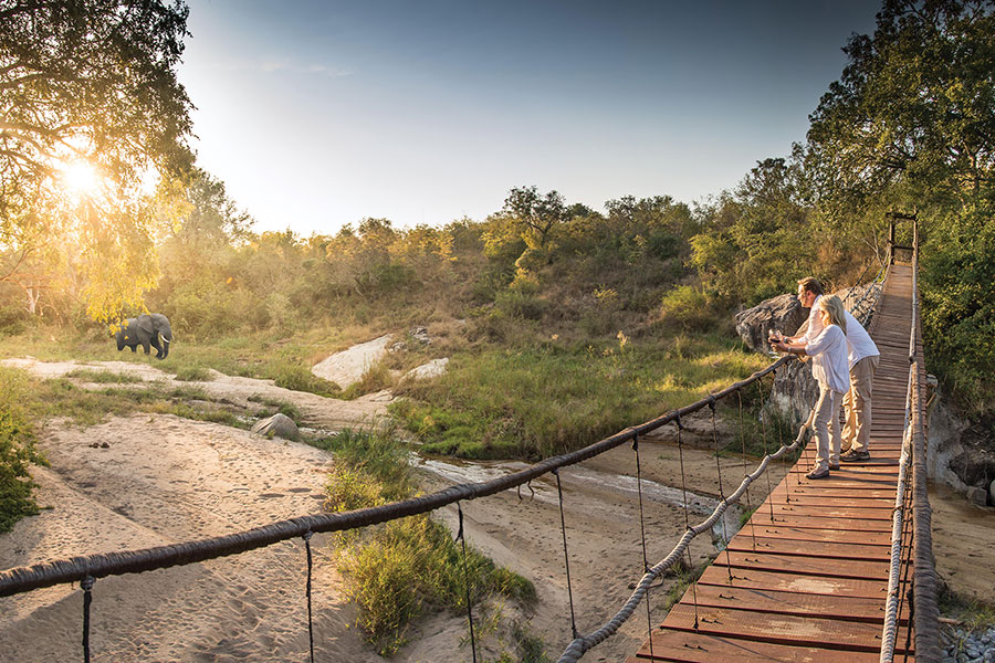 safari en south africa