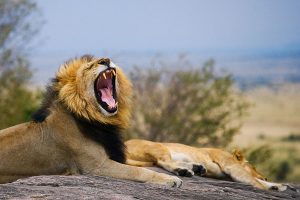 Tanzania Safari Getaway - Big 5 of Africa - Lion in Tanzania