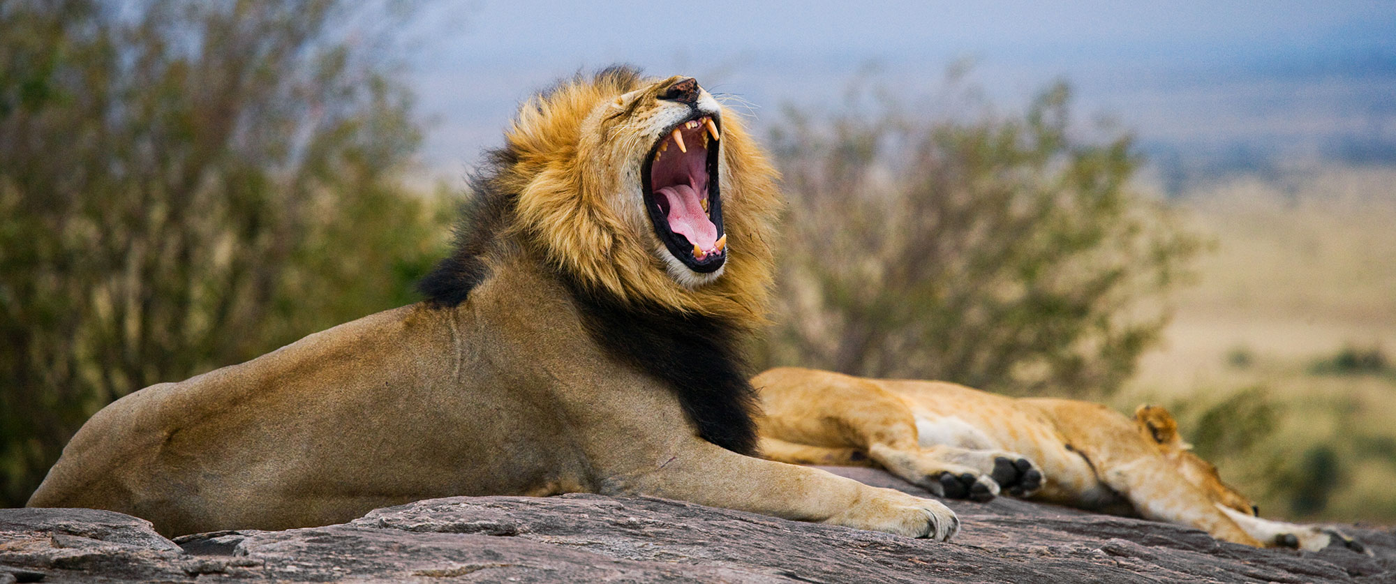Tanzania Safari Getaway - Big 5 of Africa - Lion in Tanzania