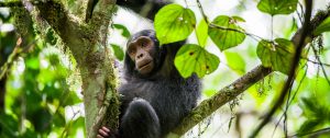 Tanzania Safari Getaway - Chimp Trekking Greystoke Mahale Tanzania