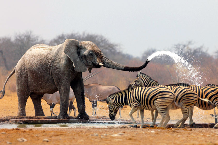 safari en south africa