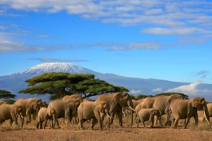 Western Tanzania - Tanzania - Safari