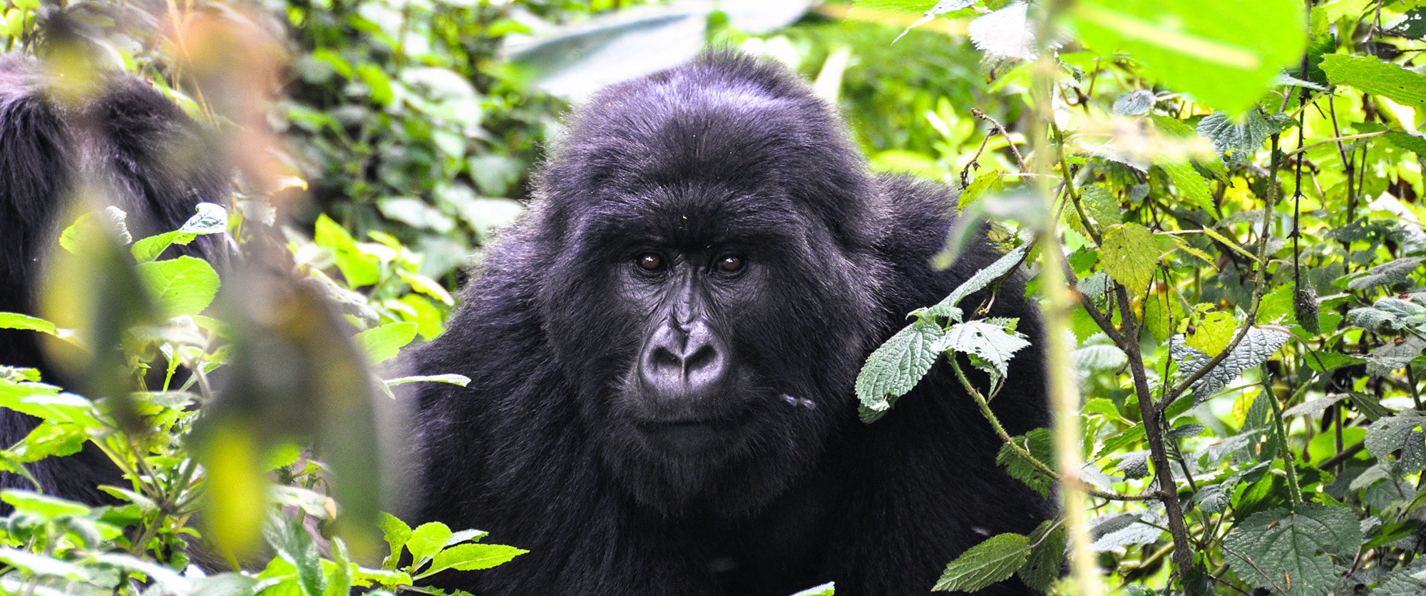 Rwanda - Gorilla Trekking - Vacation - Handcrafted