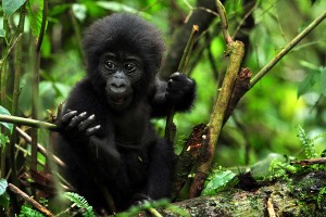 Uganda - Travel - Specialist