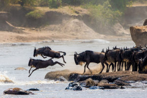 Wildebeest River Crossing - Great Migration Safaris in Kenya