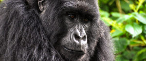 Gorilla Trekking, Wild Gorilla Safaris