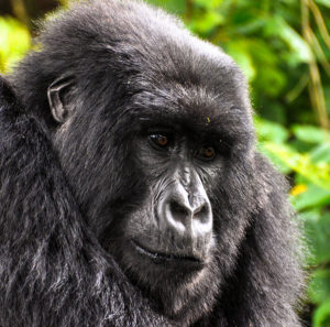 Gorilla Trekking, Wild Gorilla Safaris