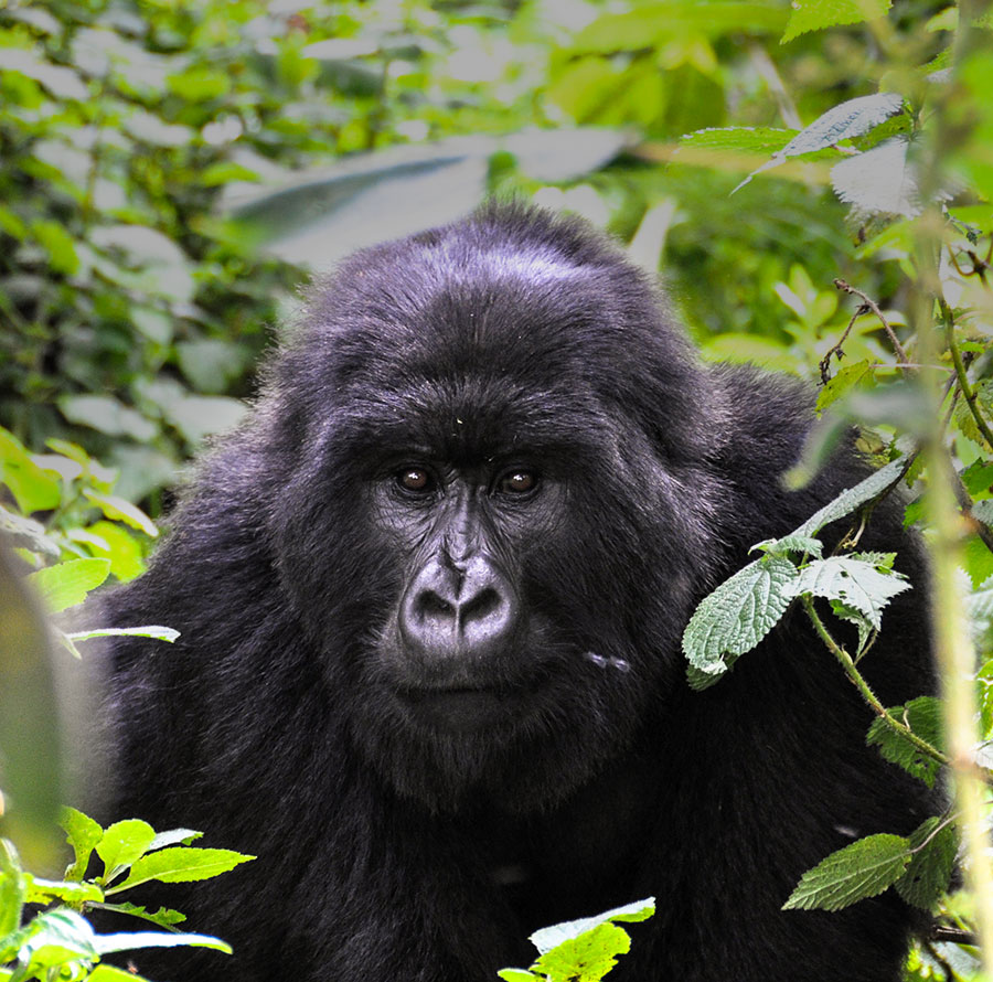 Gorilla Trekking, Wild Gorilla Safaris