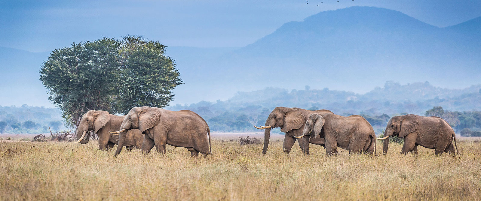 Elephants Roaming in the Lower Zambezi - Zambia Luxury Safari Travel Agency
